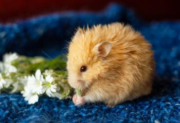 Hamstermat banner