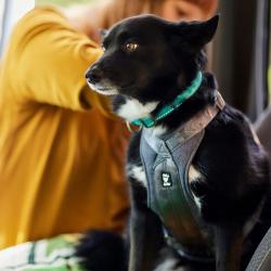 Hurtta ECO Travel Hundesele